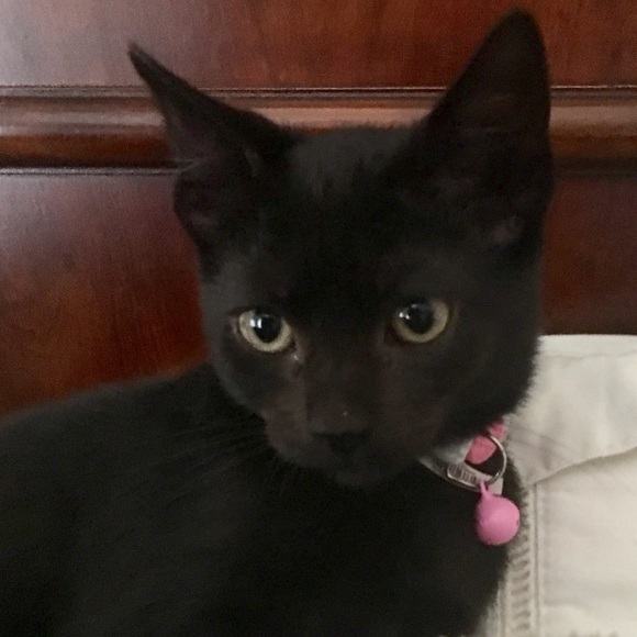 Meet your Posher, Denise - Picture 1 of 1